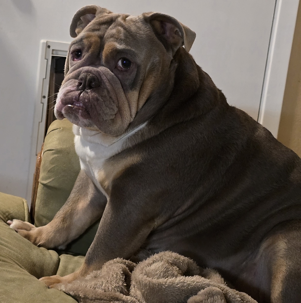 Bulldog Hugs And Kisses